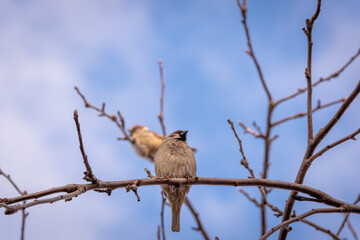 Sparrow bird sits on a branch. Close-up.