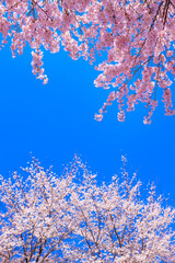 cherry blossom in spring