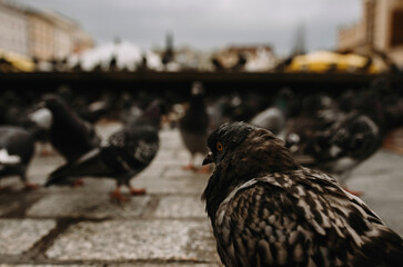 Obraz premium Pigeons on the main square of Krakow