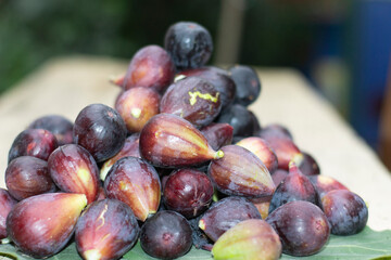 higuera, higos morados