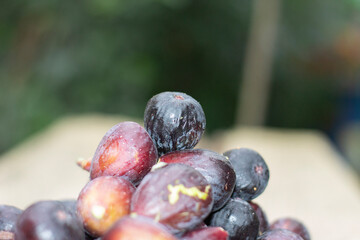 higuera, higos morados