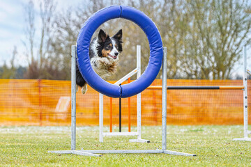 Portrait of a border collie dog mastering obstacles at an outdoor agility training arena