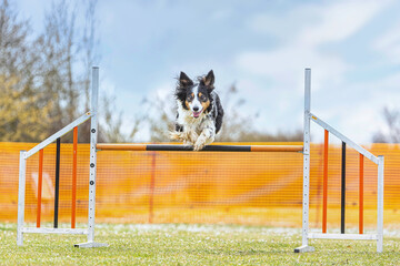 Portrait of a border collie dog mastering obstacles at an outdoor agility training arena