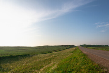 Road and green field with seedlings, farm land.