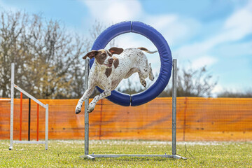 Portrait of a brown braque francais hound mastering agility obstacles on a dog training arena in...