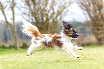 Portrait of a cute papillon dog running across a meadow outdoors