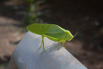 grasshopper on a leaf