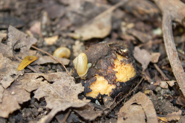 caracol
