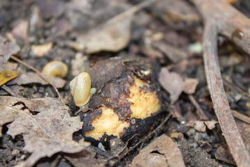 caracol
