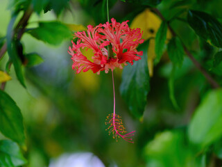 ハイビスカスの原種