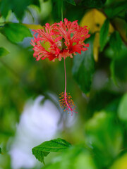 ハイビスカスの原種