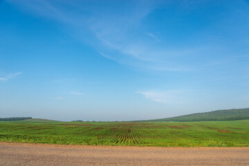 Obraz premium Road and green field with shoots of corn.