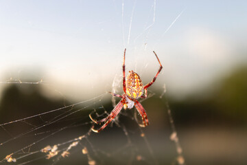 araña