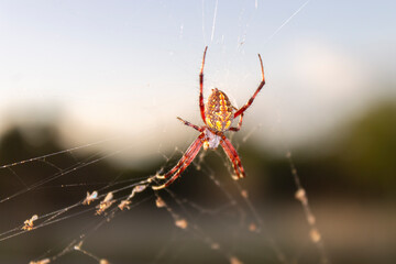 araña