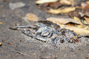 pájaro muerto en el suelo
