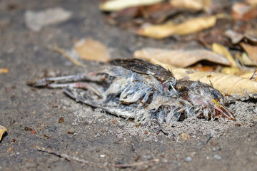 pájaro muerto en el suelo