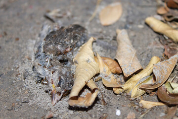 pájaro muerto en el suelo