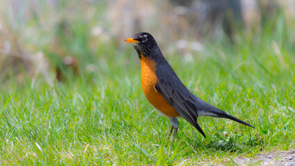 American Robin (Turdus migratorius) bird standing in green grass in the spring season and searching...