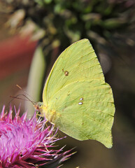 butterfly on leaf