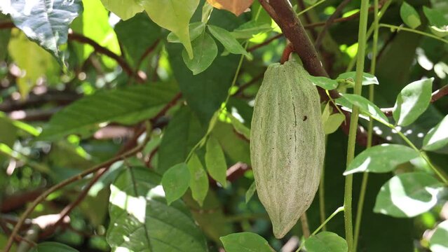 Cacao Fruit Hanging from a Tree