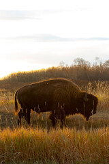 bison walking in the setting sun, side profile © Amy