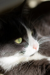 close up portrait of moody grey and white cat with pink nose green eyes