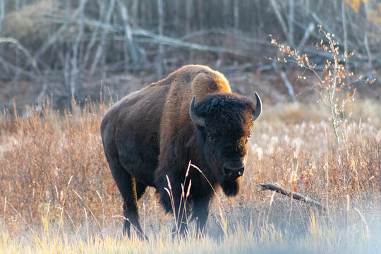 lone bison walking towards camera in autumn sunset