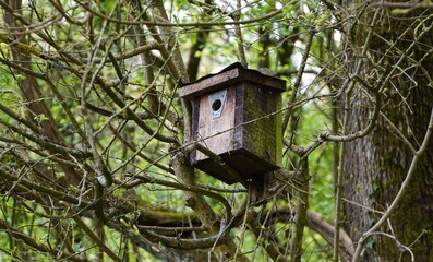 Nistkasten - Vogelschutz
