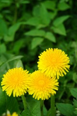 trio triple Löwenzahnblüten 