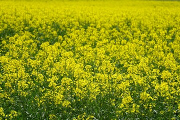 Obraz premium blühendes Rapsfeld in der Biosphäre
