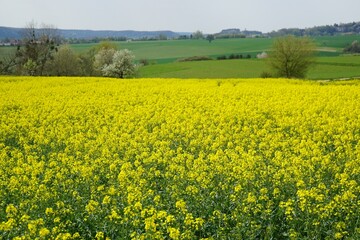 Obraz premium blühendes Rapsfeld in der Biosphäre