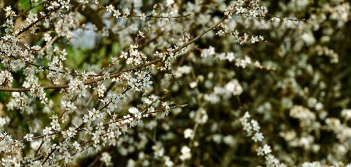 Schwarzdorn Blütenpracht im Frühling