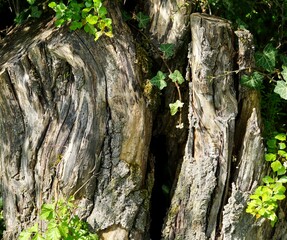 alter verwitteter Baumstamm Natur HIntergrund