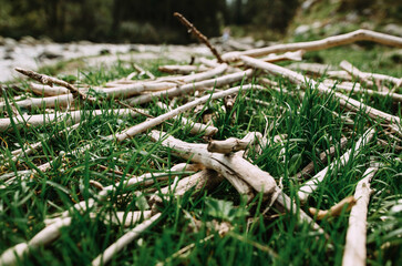 brushwood in the green grass