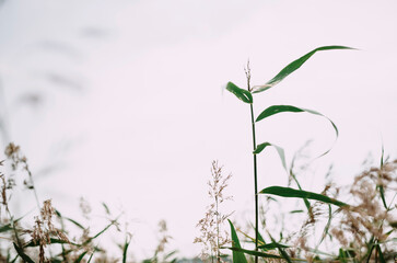 green grass with blurred background