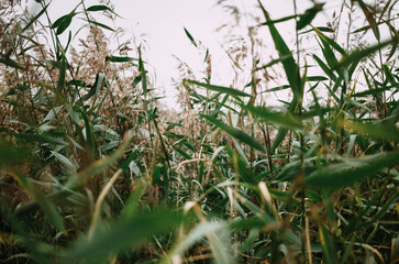 green grass with blurred background