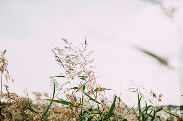 green grass with blurred background