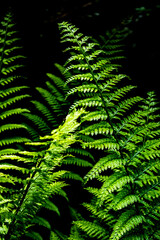 New Zealand, Stewart Island is the smallest New Zealand's island. Roughly 85% (1570 square kilometres) forms Rakiura National Park, a pure wilderness environment with many plants including ferns.