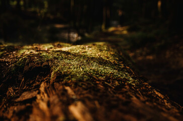 Moss in the forest