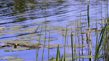 A dragonfly flies near a pond. CREATIV. Reeds near the reservoir in spring. A dragonfly flies near the pond and grass grows