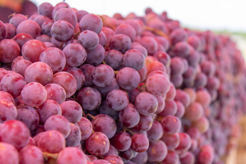 uvas, frutas, morado, nutritivo, saludable, viñero.
