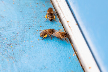 The bees enter the hive with a bee.