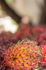 litchi, fruta tropical ex&oacute;tica.