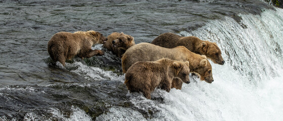 Brown bear cubs watch mother catch salmon