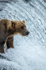 Fototapeta premium brown bear in water