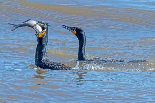 A Cormorant Swallows A Shad During The Annual Spring Shad And Herring Migration Along The Susquehanna River In Maryland.	