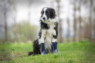 Dogs and bad weather: Portrait of a sad looking border collie wearing rubber boots at a rainy day...