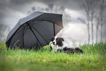 Dogs and bad weather: Portrait of a sad looking border collie in front of a black umbrella at a...