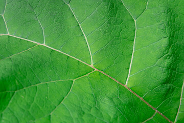 Fototapeta na wymiar Green burdock leaf, close-up (copy space).