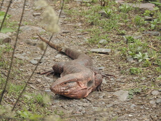 squirrel on the ground
